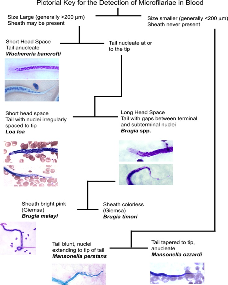 Image: Detection and Identification of Some of blood and Tissue Parasites